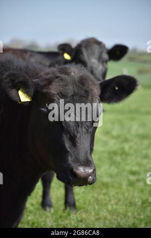 Carino paio di mucche nere in piedi in un pascolo. Foto Stock