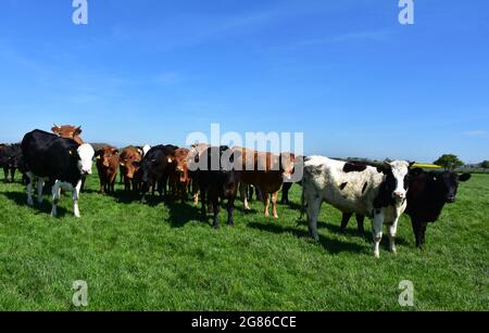 Grande mandria di bestiame in piedi in un campo in Inghilterra. Foto Stock