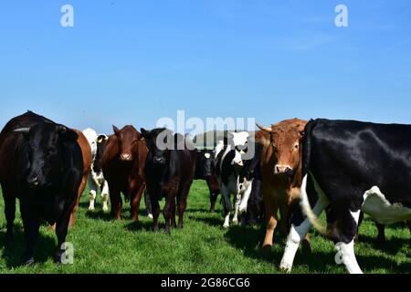 Grande mandria di mucche in una fattoria attiva nel nord dell'Inghilterra. Foto Stock