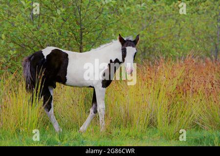 Vernice bianca e nera Colt in piedi al pascolo in erba alta Foto Stock