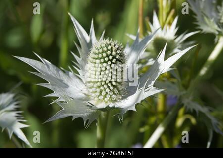 Fiori estivi di Eryngium giganteum (il fantasma di Miss Willmott / agrifoglio del Mar Bianco) nel mese di luglio Regno Unito Foto Stock