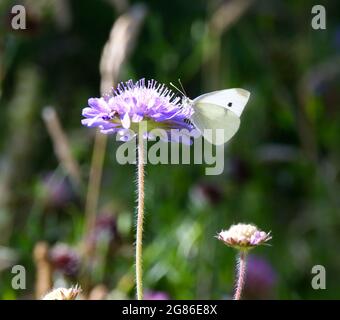 Fiore estivo di campo scabious (Knautia arvensis) con cavolo bianco farfalla (Pieris rapae) luglio UK Foto Stock