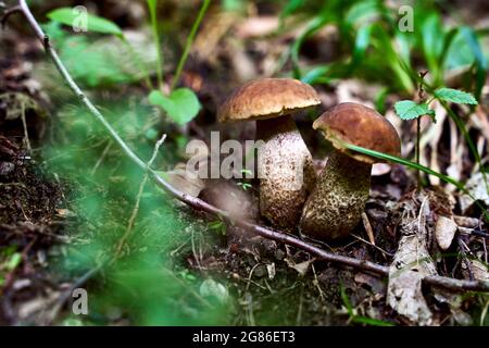 Due giovani funghi di bolete di betulla o leccinum scabrum che crescono in una foresta Foto Stock