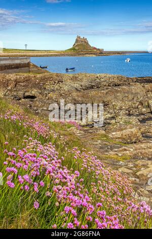 Fioritura del mare sul litorale dell'Isola Santa, con una vista attraverso il porto al Castello di Lindisfarne. Foto Stock