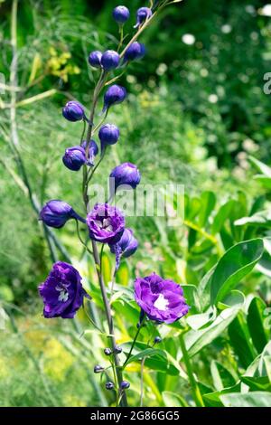 Leggy viola delphinium Magic Fountain pianta che entra in fiore in giardino che cresce in estate nel Galles del Carmarthenshshire Regno Unito Gran Bretagna KATHY DEWITT Foto Stock