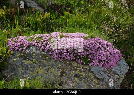 Piccoli fiori rosa di Moss campion, conosciuto anche come la pianta della Bussola, formando un cuscino su una roccia Foto Stock