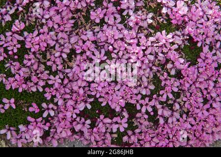 Primo piano dei piccoli fiori rosa di Moss campion, conosciuta anche come la pianta della Bussola Foto Stock