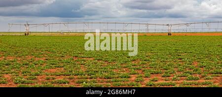 Plains, Texas - Centro-pivot irrigazione attrezzature su una fattoria del Texas occidentale coltivazione di arachidi. Foto Stock