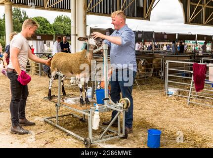 Harrogate, North Yorkshire. REGNO UNITO. Luglio 15 2021. Pecore Leicester con faccia blu, lavate e spazzolate da due giovani agricoltori al Great Yorkshire Show, Foto Stock