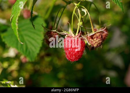 I lamponi rossi maturi crescono su un cespuglio. Giardinaggio e bacche in natura. Foto Stock