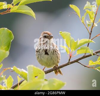 Un passero di canzone (Melospiza melodia) nelle foglie Foto Stock