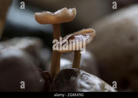 Scurfy twiglet funghi primo piano. Foto Stock