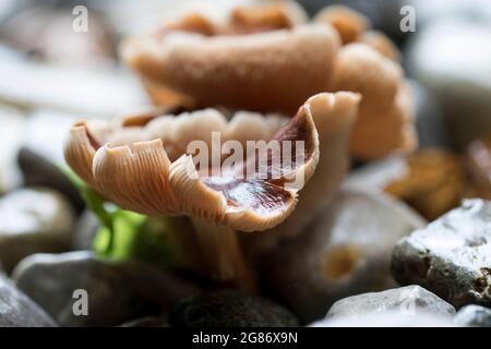 Tubaria furfuracea funghi che crescono in trucioli di legno. Scurfy funghi twiglet. Foto Stock