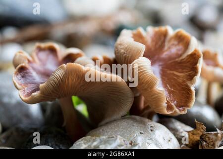 Primo piano i cappelli a fungo ondulati che mostrano branchie arancioni chiare. Foto Stock