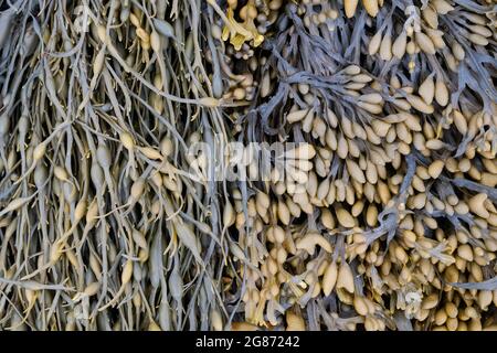 Fucus spiralis e Ascophyllum nodosum / Spiral rack e alghe a cremagliera annodata sulla costa scozzese. Scozia Foto Stock