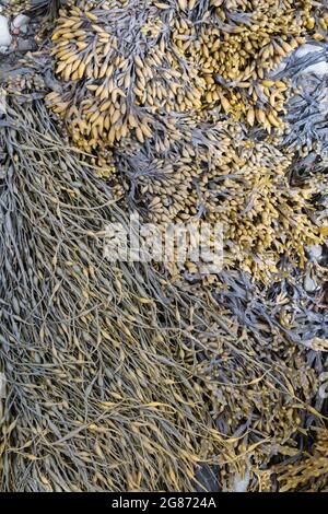 Ascophyllum nodosum e Pelvetia canaliculata / cremagliera annodata e alga incanalata sulla costa scozzese. Scozia Foto Stock