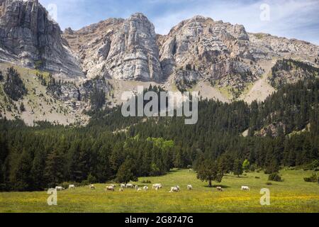 Prat de Cadi nella catena dei Pirenei, Cerdanya, Catalogna Foto Stock