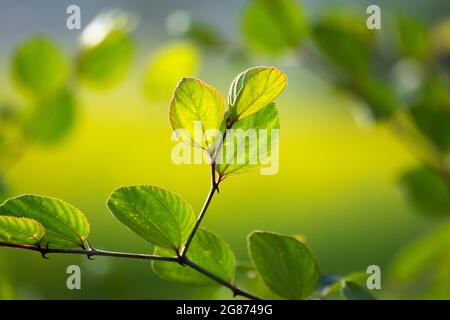 Primo piano della foglia verde ziziphus mauritiana, conosciuta anche come jujibe indiano. Foto Stock