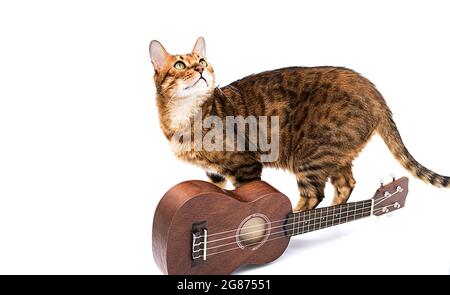 Ukulele chitarra acustica e carino gatto bengala. Pausa tempo per hobby. Arte o concetto musicale. Chitarra hawaiana marrone e gatto purebred sul bianco Foto Stock