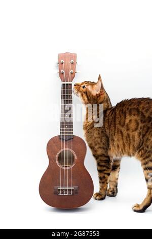 Ukulele chitarra acustica e carino gatto bengala. Pausa tempo per hobby. Arte o concetto musicale. Chitarra hawaiana marrone e gatto purebred sul bianco Foto Stock