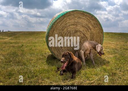 Brown Flat coated Retriever cucciolo e Weimarane su un prato estivo. Paesaggio agricolo nella Repubblica Ceca. Giornata calda sul pascolo. Foto Stock
