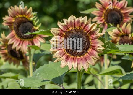Crescere insieme un gruppo di girasoli ornamentali da rossastro a giallo utilizzati per la decorazione completamente aperto in un giorno caldo luminoso e soleggiato in estate Foto Stock