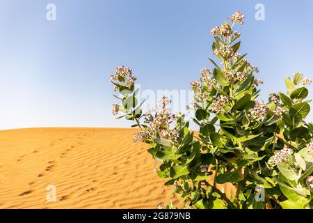 Mela di Sodoma (Calotropis procera) pianta con fiori viola fioritura e deserto paesaggio dune di sabbia sullo sfondo, Emirati Arabi Uniti. Foto Stock