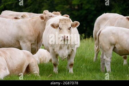 Mucca di Charolais, razza francese di bovini di manzo taurino, guardando la lente circondata da altre mucche. Foto Stock