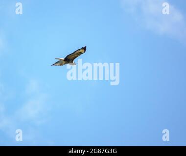 Una poiana (Buteo buteo) svetta sulle terme alla ricerca di preda o carrion Foto Stock