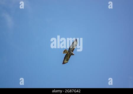 Una poiana (Buteo buteo) svetta sulle terme alla ricerca di preda o carrion Foto Stock