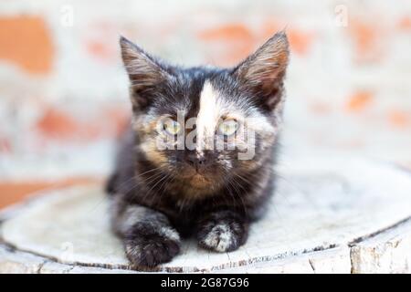 Un piccolo gattino nero con una striscia sul naso guarda la macchina fotografica. Animali domestici preferiti. Foto Stock