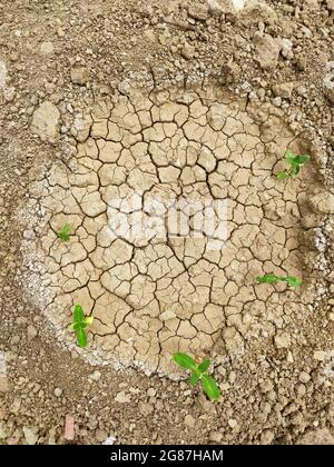 Pianta cresce su terreno fessurato. Mancanza di acqua e concetto di siccità. Semina e suolo asciutto in aree aride sfondo. La natura combatte il caldo. Riscaldamento globale. Foto Stock