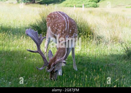 Allow cervi con antler appena cresciuto nel Parco Nazionale Kent Inghilterra, Regno Unito Foto Stock