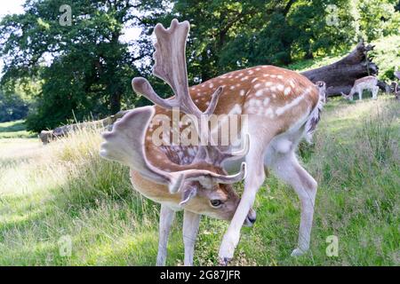 Allow cervi con antler appena cresciuto nel Parco Nazionale Kent Inghilterra, Regno Unito Foto Stock