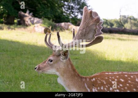 Allow cervi con antler appena cresciuto nel Parco Nazionale Kent Inghilterra, Regno Unito Foto Stock