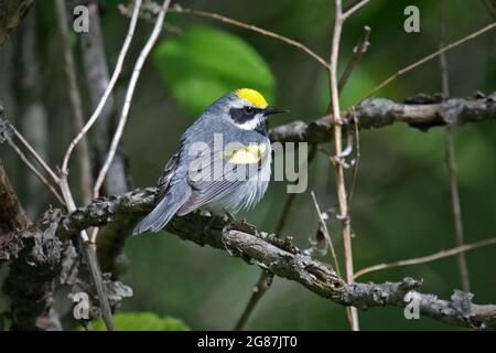 Allevamento Warbler alato d'oro maschio fluffed up (raro) • Great Bear Recreation Area, Fulton NY • 2021 Foto Stock