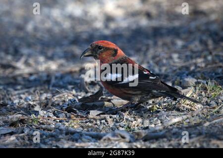 Crossbill maschio alato bianco in piedi da vicino a terra (raro) • Morgan Hill state Forest, Truxton NY • 2021 Foto Stock