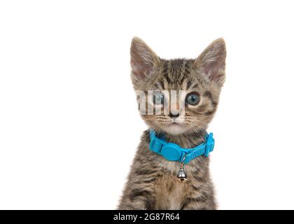 Ritratto di un adorabile gattino grigio, nero e marrone che indossa un colletto turchese con campana che guarda lo spettatore. Isolato su bianco. Foto Stock