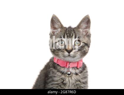 Ritratto di un adorabile gattino grigio, nero e marrone che indossa un collare rosa con campana che guarda lo spettatore. Isolato su bianco. Foto Stock