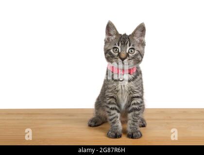 Adorabile gattino grigio, nero e marrone che indossa un colletto rosa con campana seduta su un pavimento di legno scuro guardando lo spettatore. Isolato su bianco. Foto Stock