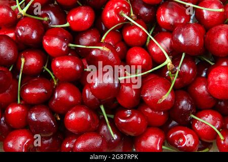 Vista dall'alto in piano, le ciliegie Bing biologiche fresche con steli sono in primo piano. Gocce d'acqua sulla frutta. Foto Stock