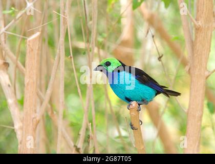 Un vivace Paradise Tanager, un songbird di medie dimensioni, brillantemente multicolore, arroccato su rami di alberi aridi. Vista profilo Foto Stock