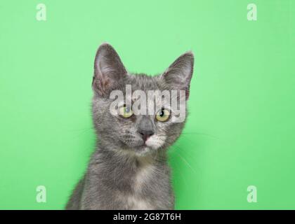 Ritratto di un gattino di tortie diluito che guarda leggermente agli spettatori a destra, con occhi leggermente incrociati. Sfondo verde con spazio per la copia. Foto Stock