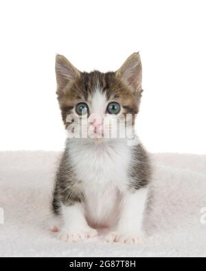 Adorabile cucciolo di polidattile grigio e bianco seduto su coperta di pelle di pecora guardando direttamente lo spettatore. Isolato su bianco. Foto Stock