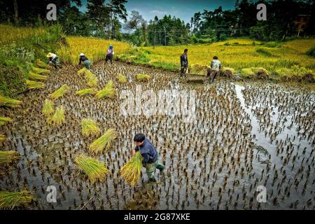 Fantastici campi di riso uno stile di agricoltura nella provincia di Yunnan Cina meridionale Foto Stock