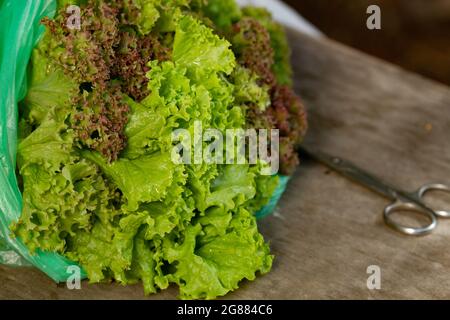 Primo piano della lattuga verde e rossa appena raccolta in sacchetto di plastica. Freschezza. Concetto di giardinaggio domestico Foto Stock