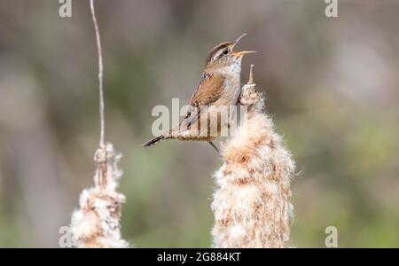 Un wren di palude 'Cistotorus palustris ' canta per un compagno di canne di stucco in una palude. Foto Stock