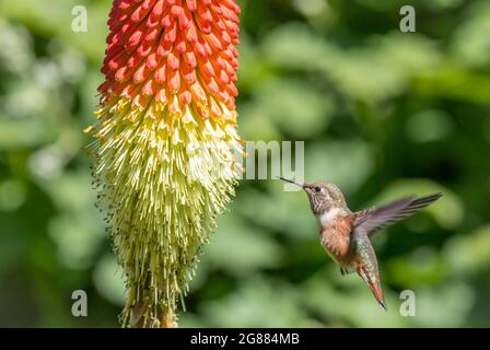 Un colibrì di Anna ' Calypte anna ' sorsegge nettare da una torcia Lilly pianta ' Kniphofia '. Foto Stock