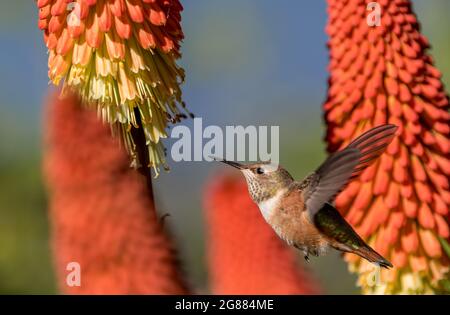 Un colibrì di Anna ' Calypte anna ' sorsegge nettare da una torcia Lilly pianta ' Kniphofia '. Foto Stock