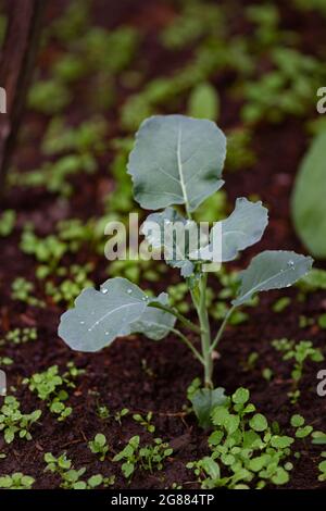 Giardinaggio domestico: Verdure crescenti, germogli di cavolo verde e foglie in una giornata estiva soleggiata. Foto Stock